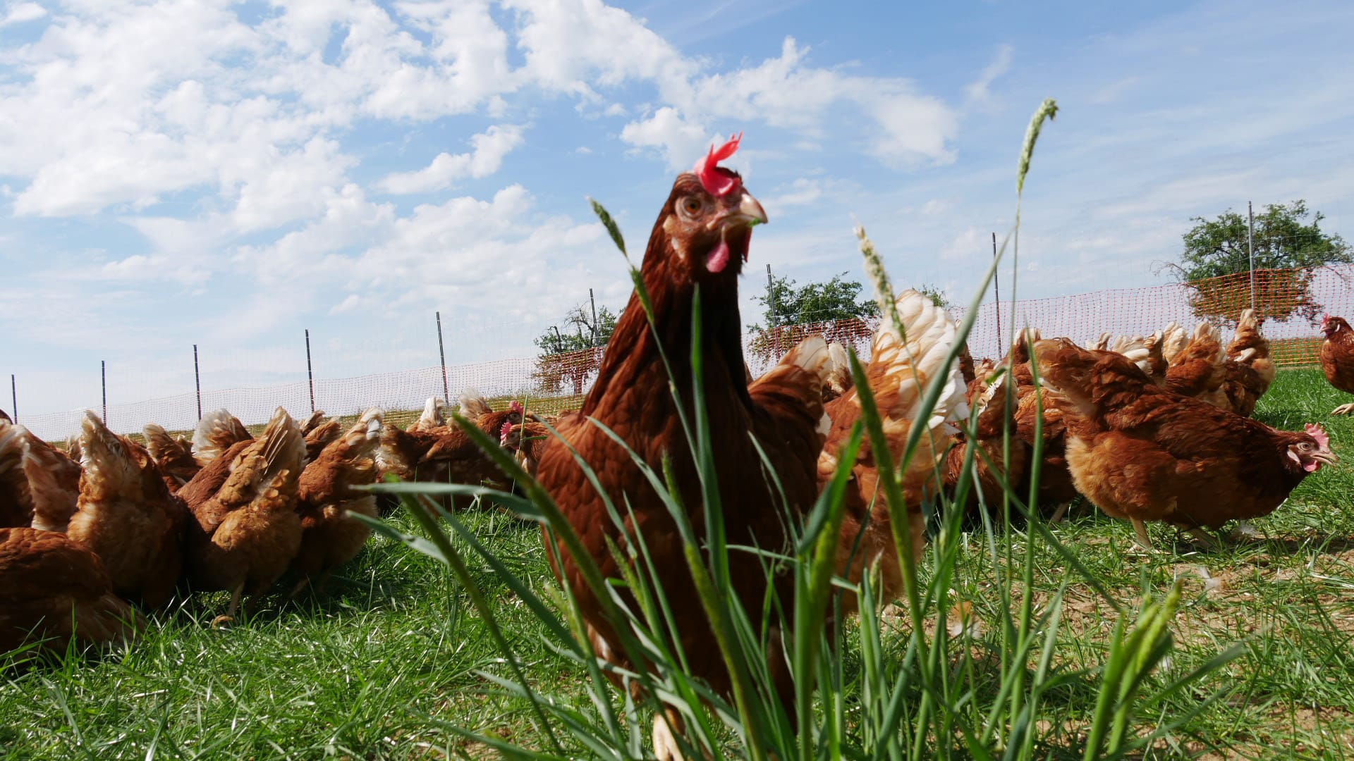 Bild des modernen, mobilen Hühnerstalls von Walch Ei